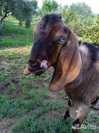 Козел (биталл- нубиец) вязка 1000