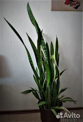 Сансевиерия, щучий хвост, тёщин язык