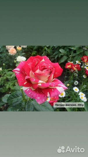 Саженцы роз