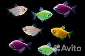 Тернеции glofish