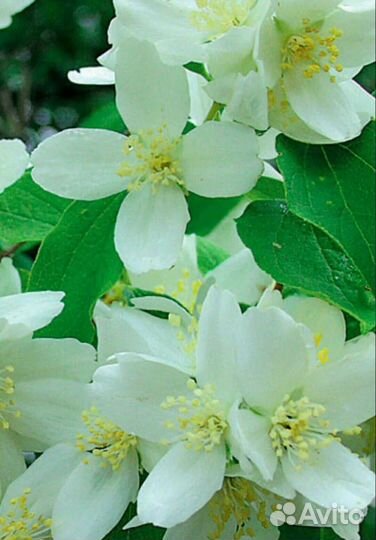 Жасмин чубушник