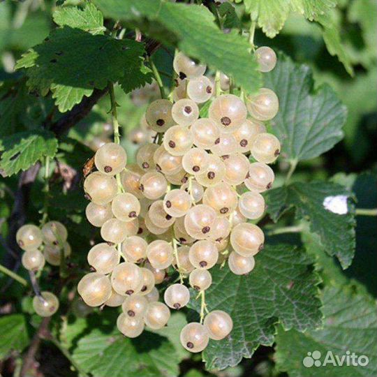 Смородина, шефердиния,инжир, гранат, йошта