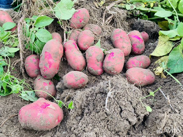 Услуги в области сельского хозяйства