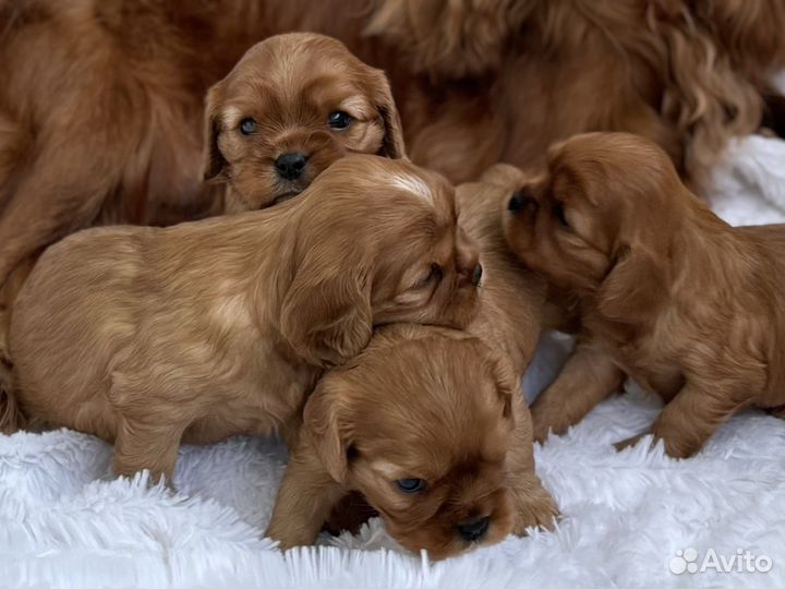 Кокер спаниель