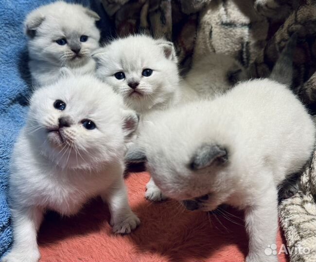 Шотландские котята
