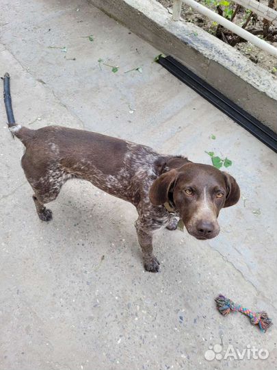 Курцхаар и спаниель вязка