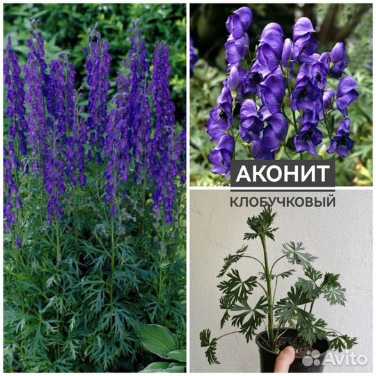 Бадан, астра кустарниковая, лихнис, аконит и др