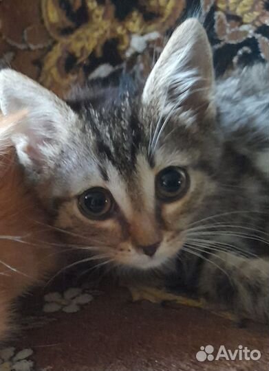 Котята возраст 3 месяца ищут дом