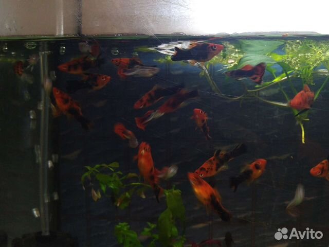 Меченосец цветной, гуппи, сомики купить в Москве | Животные и зоотовары ...