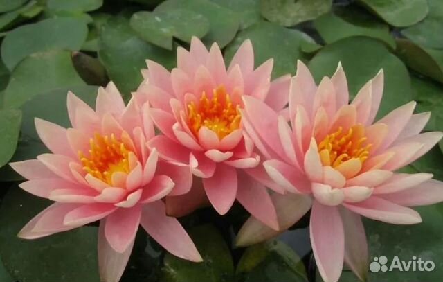 Нимфея сорта Colorado