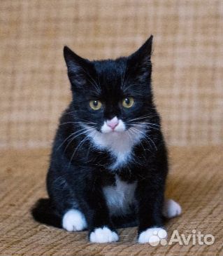 Ласковая, игривая меховая девчушка Бонни. Ищем дом