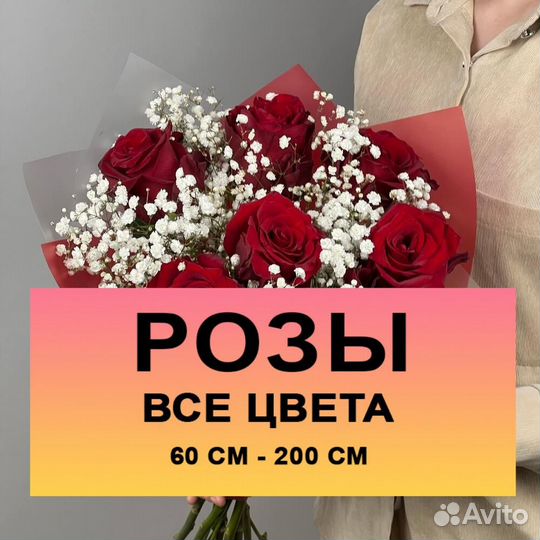 Метровые розы, букет цветов Эквадор