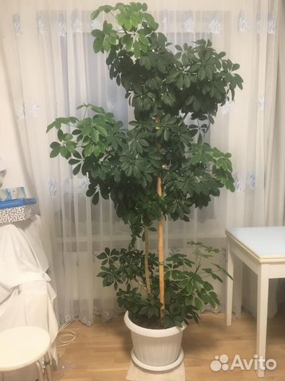 Комнатные цветы шефлера