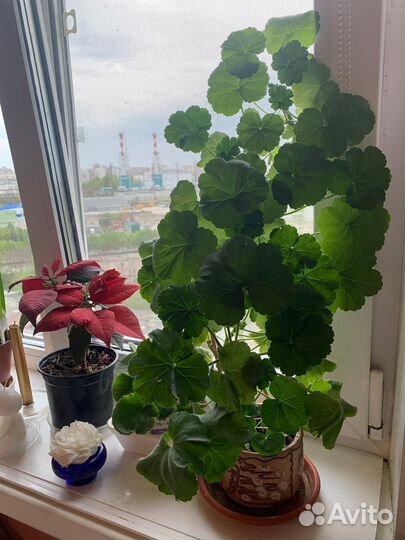 Комнатные цветы