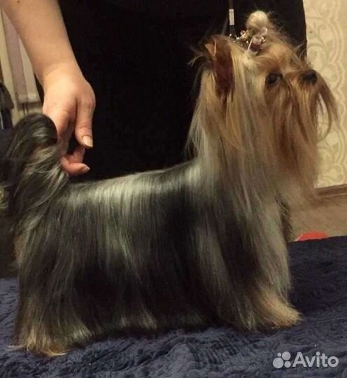 Йоркширский терьер, девочка