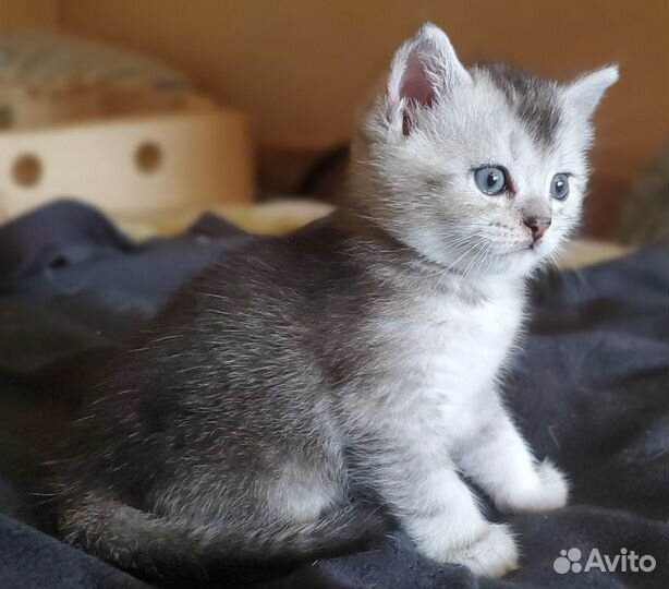 Шотландские котята