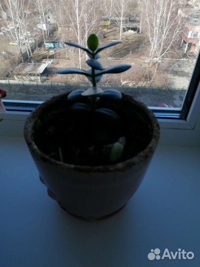 Комнатные растения