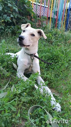 Щенок мальчик