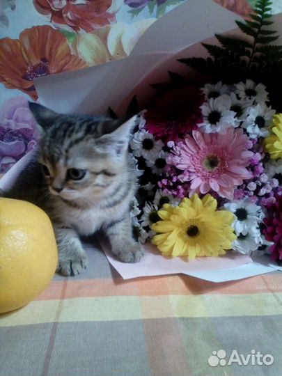Британские котята