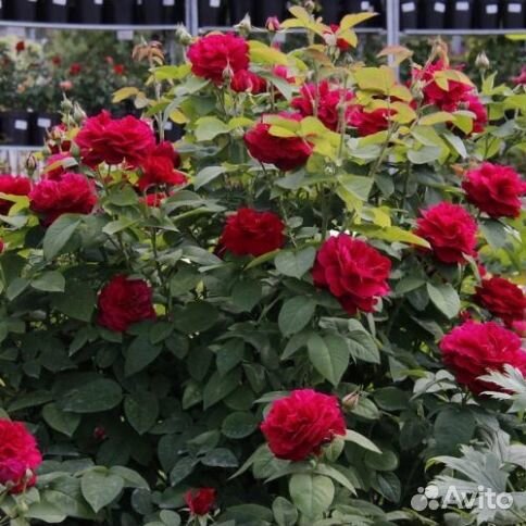 Роза английская Эл Ди Брейтуэйт (L. D. Braithwaite