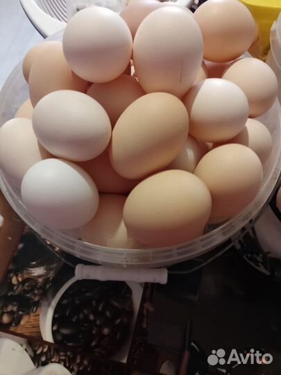 Домашние куриные яйца