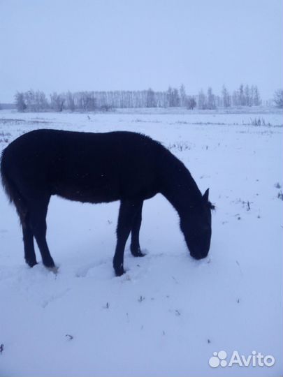 Лошадь кабыла жеребенок
