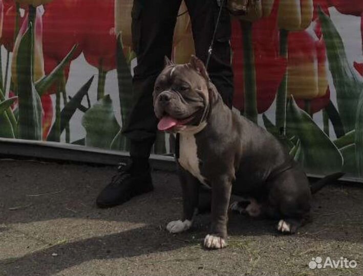 Вязка собак