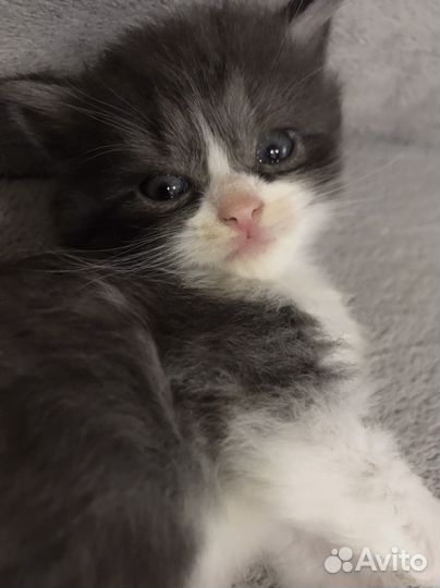 Отдаем котят