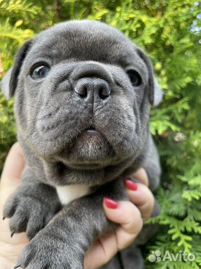Французский бульдог щенки голубые