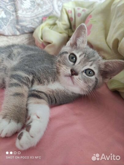 Британская кошка