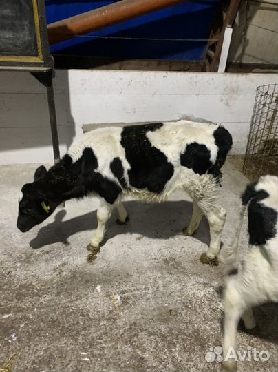 Бычки телки телята