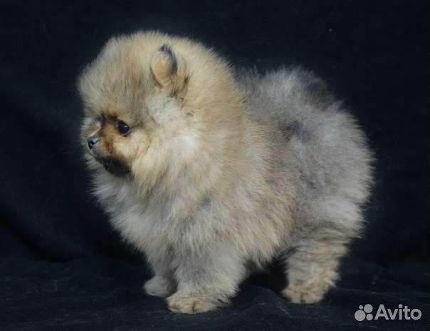 Померанский шпиц вязка кобель