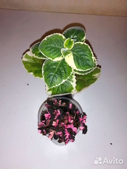 Кислица вариегатная и мята комнатная вариегатная