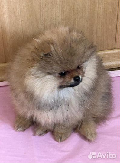 Померанский шпиц мальчик