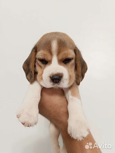 Щеночки бигля