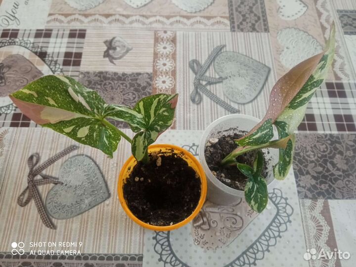 Сингониумы