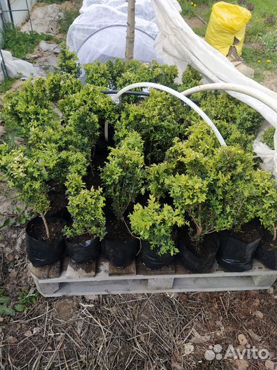 Саженцы самшита