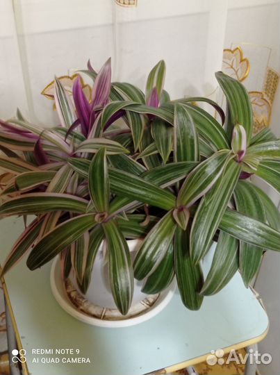 Домашний цветок рео