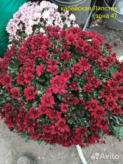 Рассада хризантемы