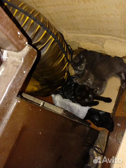 Котята в добрые руки. 3 месяца