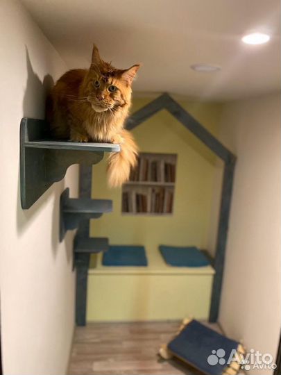 Зоогостиница для кошек/кошачий отель