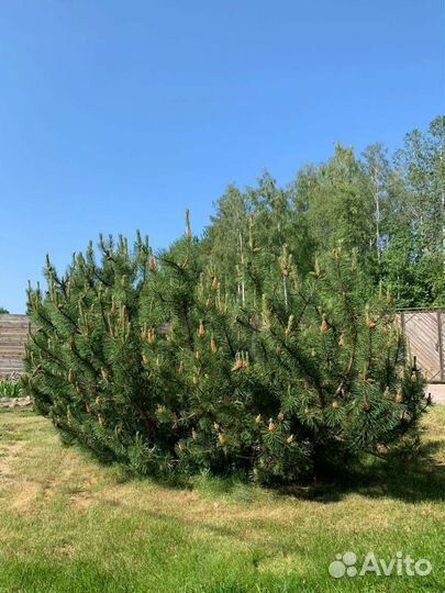 Сосна горная