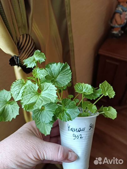 Кампанула жених и невеста колокольчик