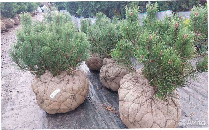 Кедр Пихта Кедр Саженцы Туя Можжевельник Сосна Ель