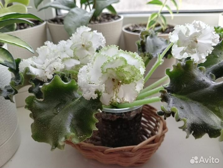 Фиалка Ян-Каприз(детки)