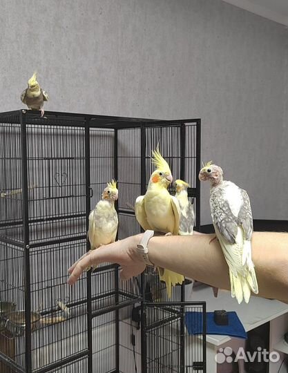 Попугаи корелла пара с клеткой