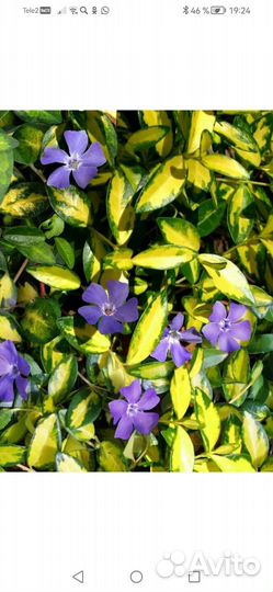 Мята желтолистная. Тимьян. Барвинки разные