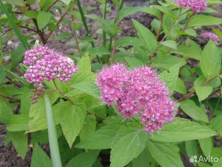 Гортензия Анабель, Спирея японская