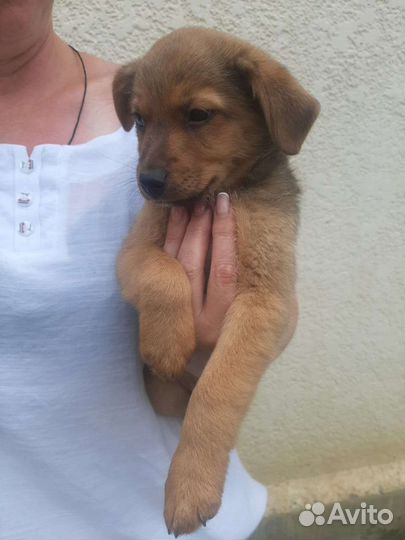 Собаки бесплатно в добрые руки щенки