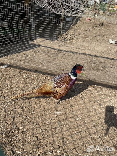 Фазан охотничий